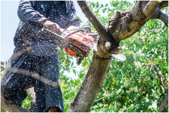 tree services Collinsburg